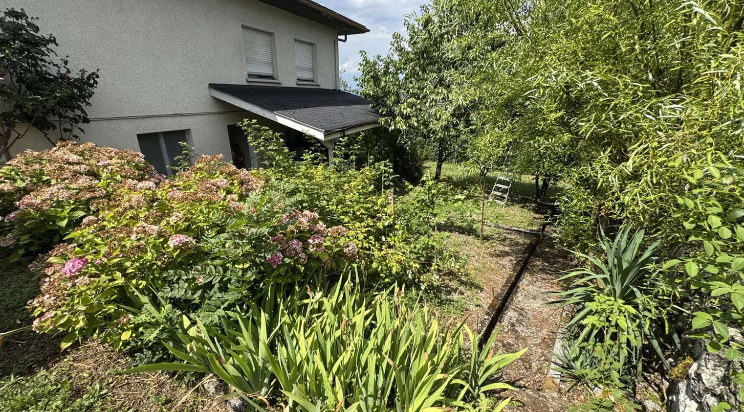 Chemin du jardin bordé d'hortensias, le long de la villa